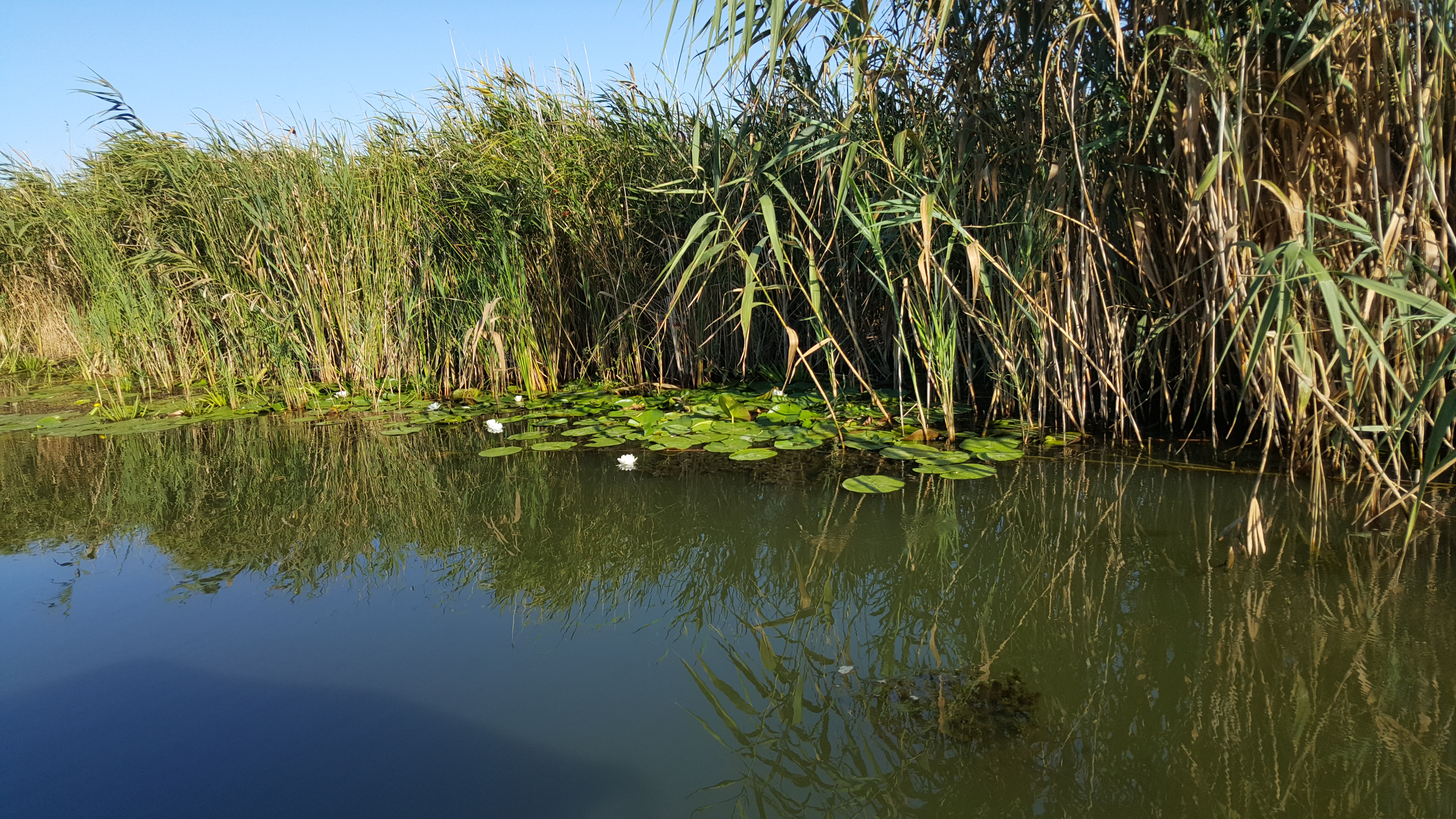 Nuferi in Delta Dunarii